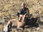 Desert Bighorn Sheep 