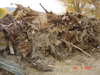 Junk Car Bodies taken from by Rienstras